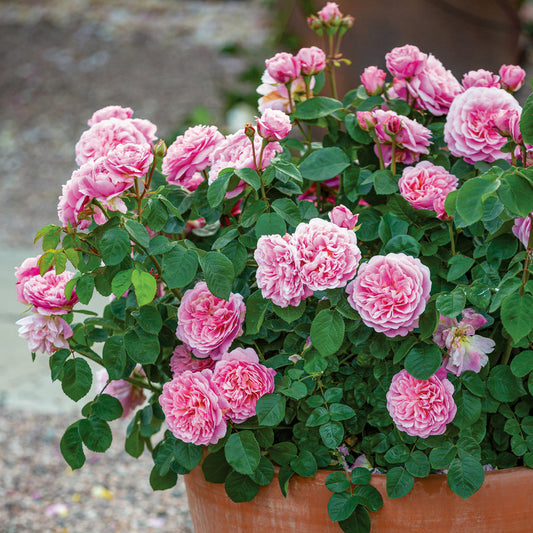 Rose, David Austin 'Eustacia Vye'