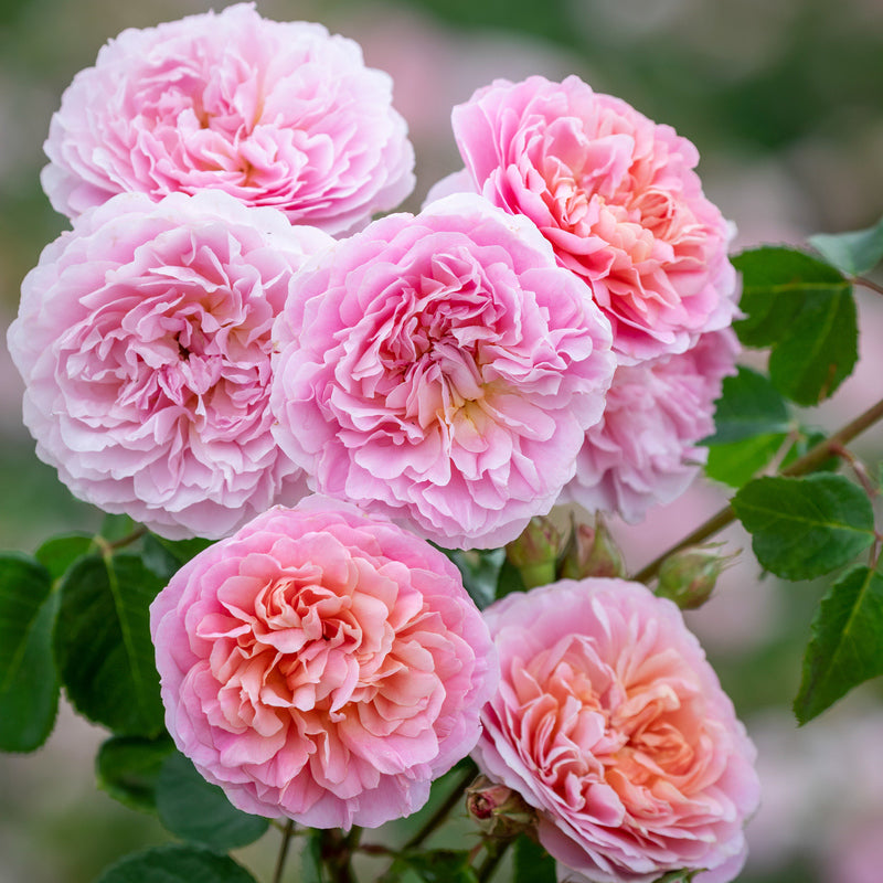 Rose, David Austin 'Eustacia Vye'
