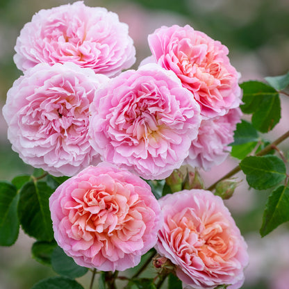 Rose, David Austin 'Eustacia Vye'