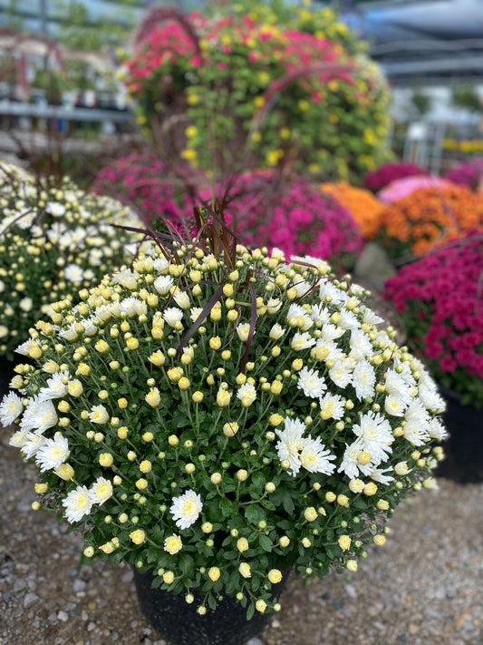 14" Fall Mum with grass