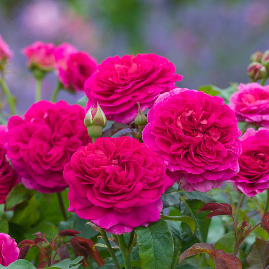 Rose, David Austin 'Gabriel Oak'