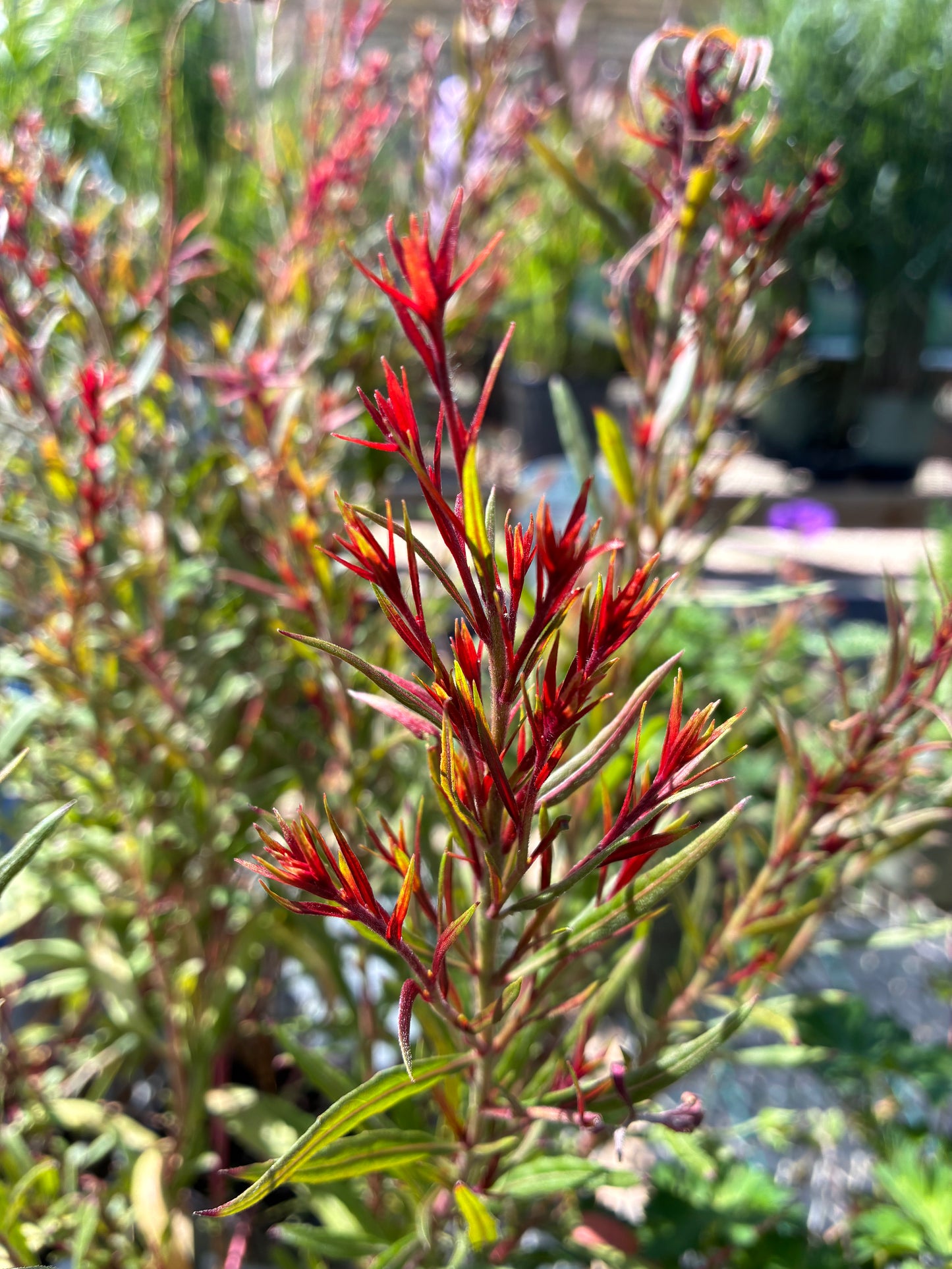 Gaura lindheimeri Belleza Dark Pink at Lucan Country Gardens