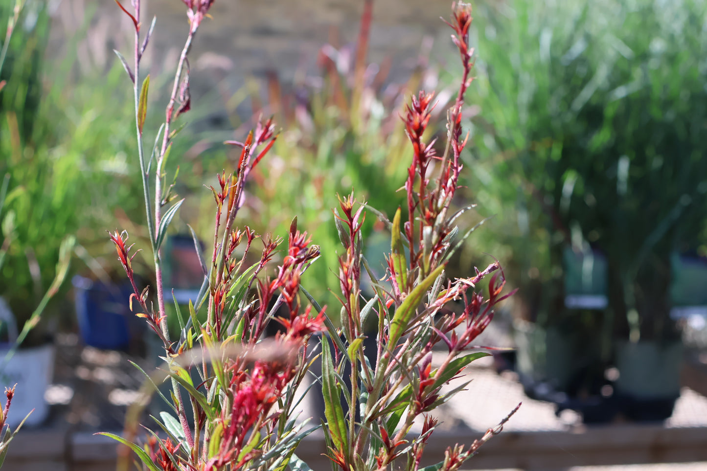 Gaura lindheimeri Belleza Dark Pink at Lucan Country Gardens