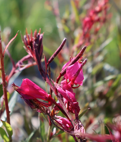 Gaura lindheimeri Belleza Dark Pink at Lucan Country Gardens