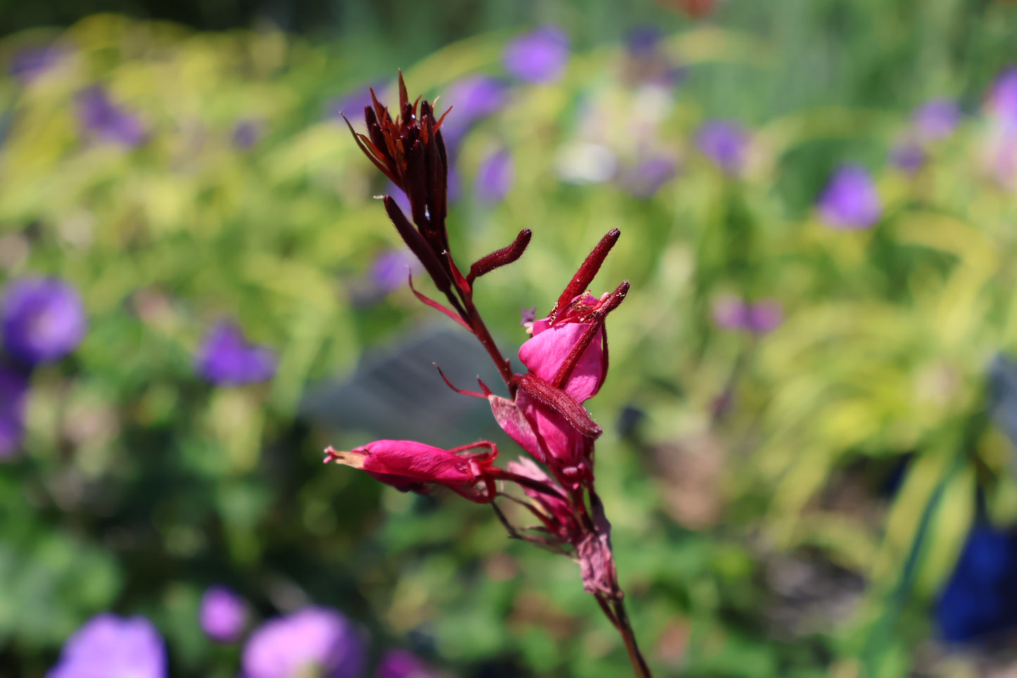 Gaura lindheimeri Belleza Dark Pink at Lucan Country Gardens