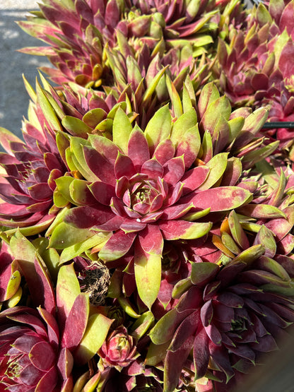 Hens and Chicks Super Semp Emerald at Lucan Country Gardens