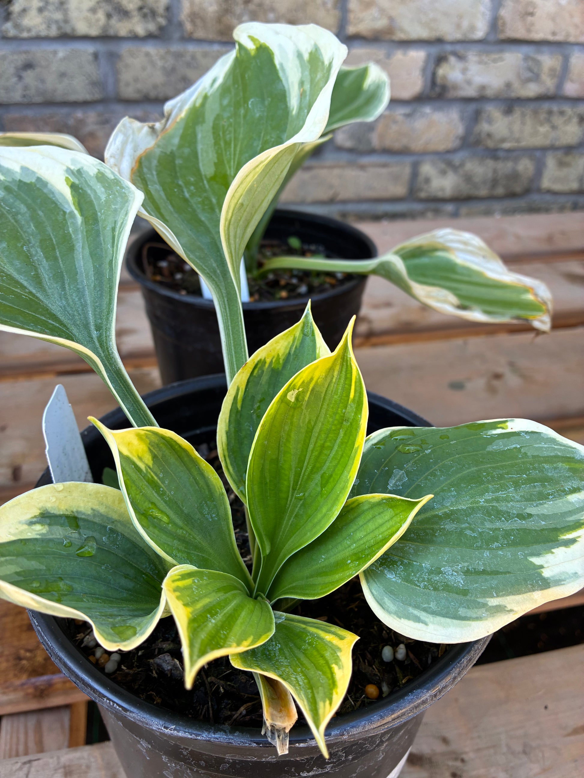 Hosta Liberty at Lucan Country Gardens