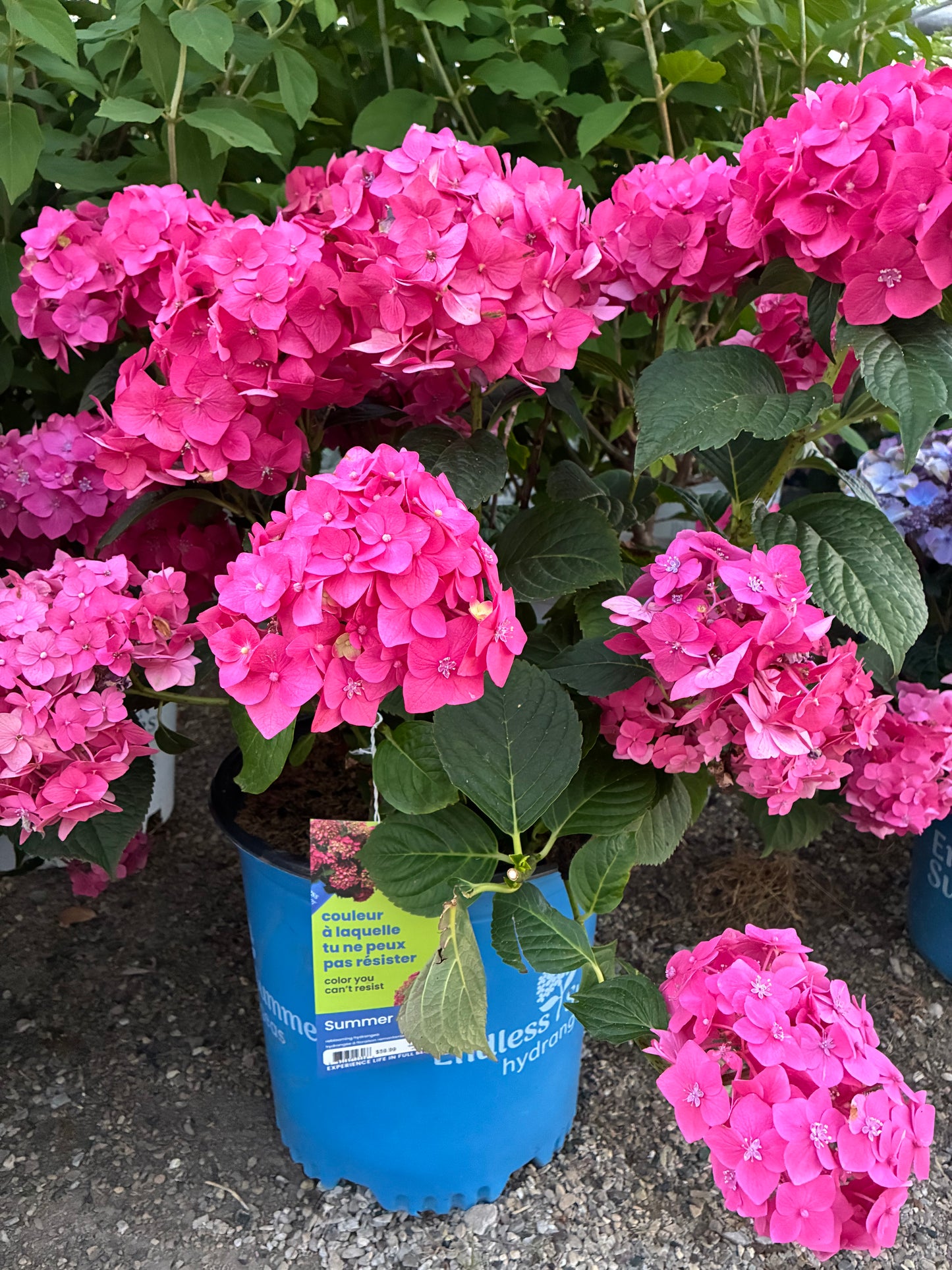 Hydrangea Endless Summer Summer Crush at Lucan Country Gardens