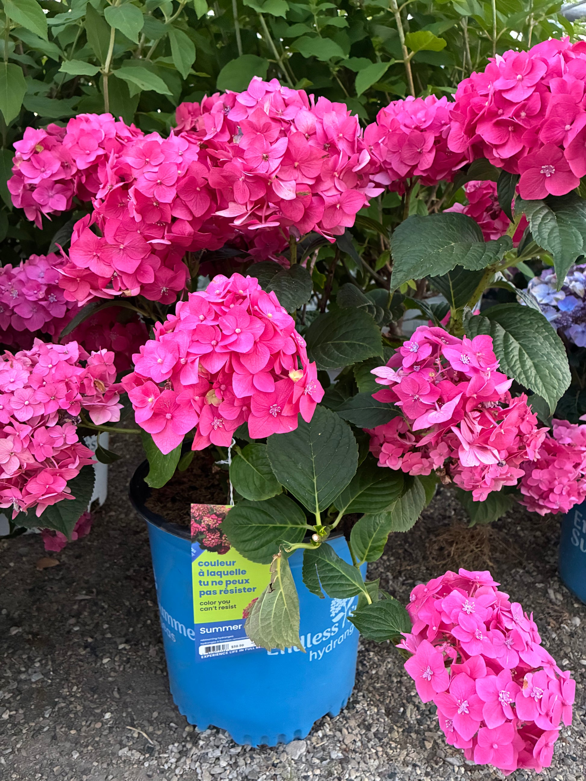 Hydrangea Endless Summer Summer Crush at Lucan Country Gardens