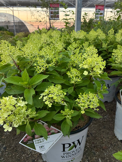 Hydrangea Fire Light Tidbit PW at Lucan Country Gardens