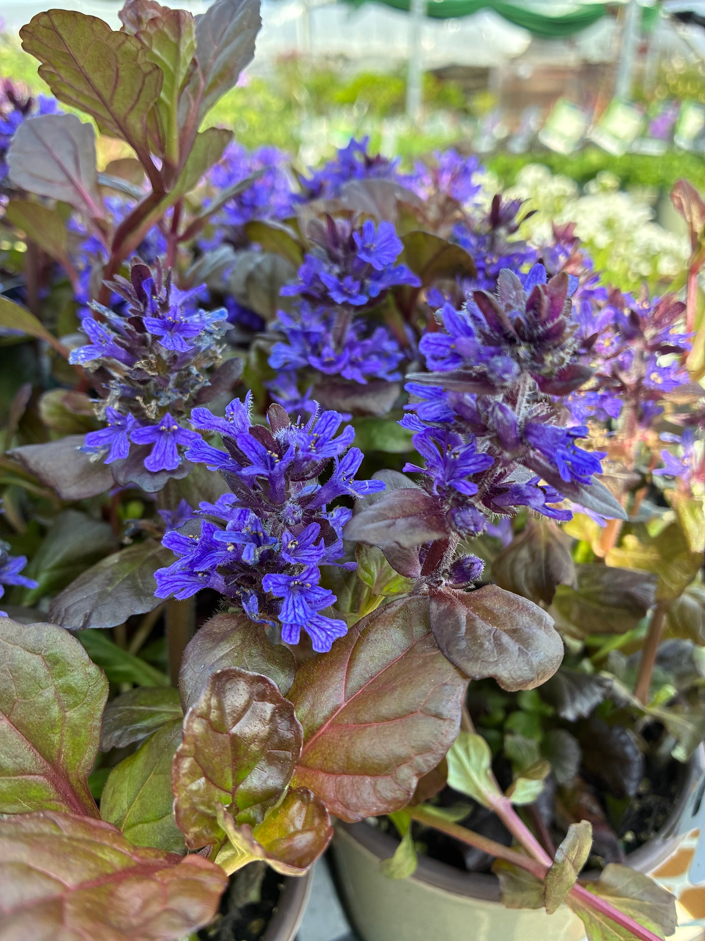 Bugleweed 'Black Scallop'