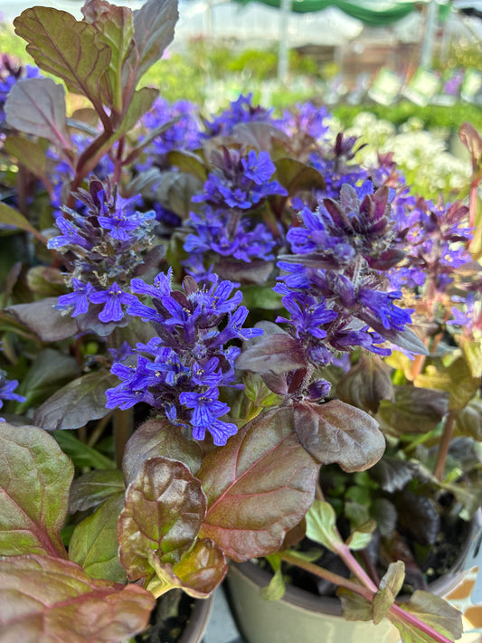 Bugleweed 'Black Scallop'