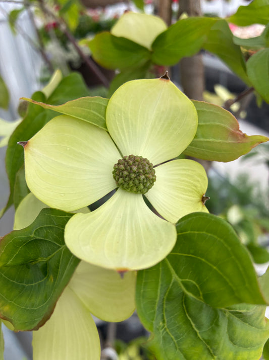 Dogwood, Flowering 'Starlight'