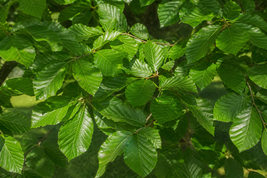 Beech, American