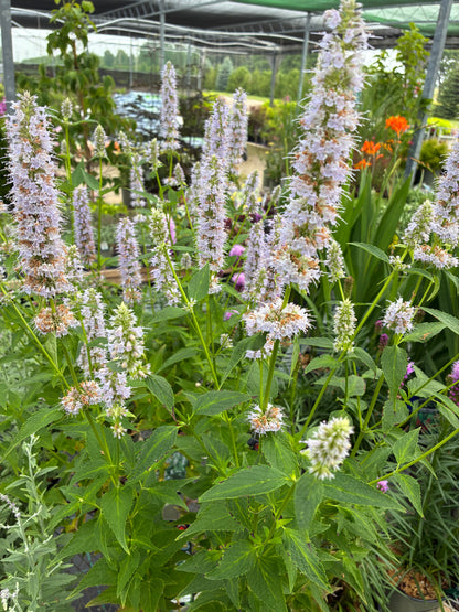Hyssop 'Blue Fortune'