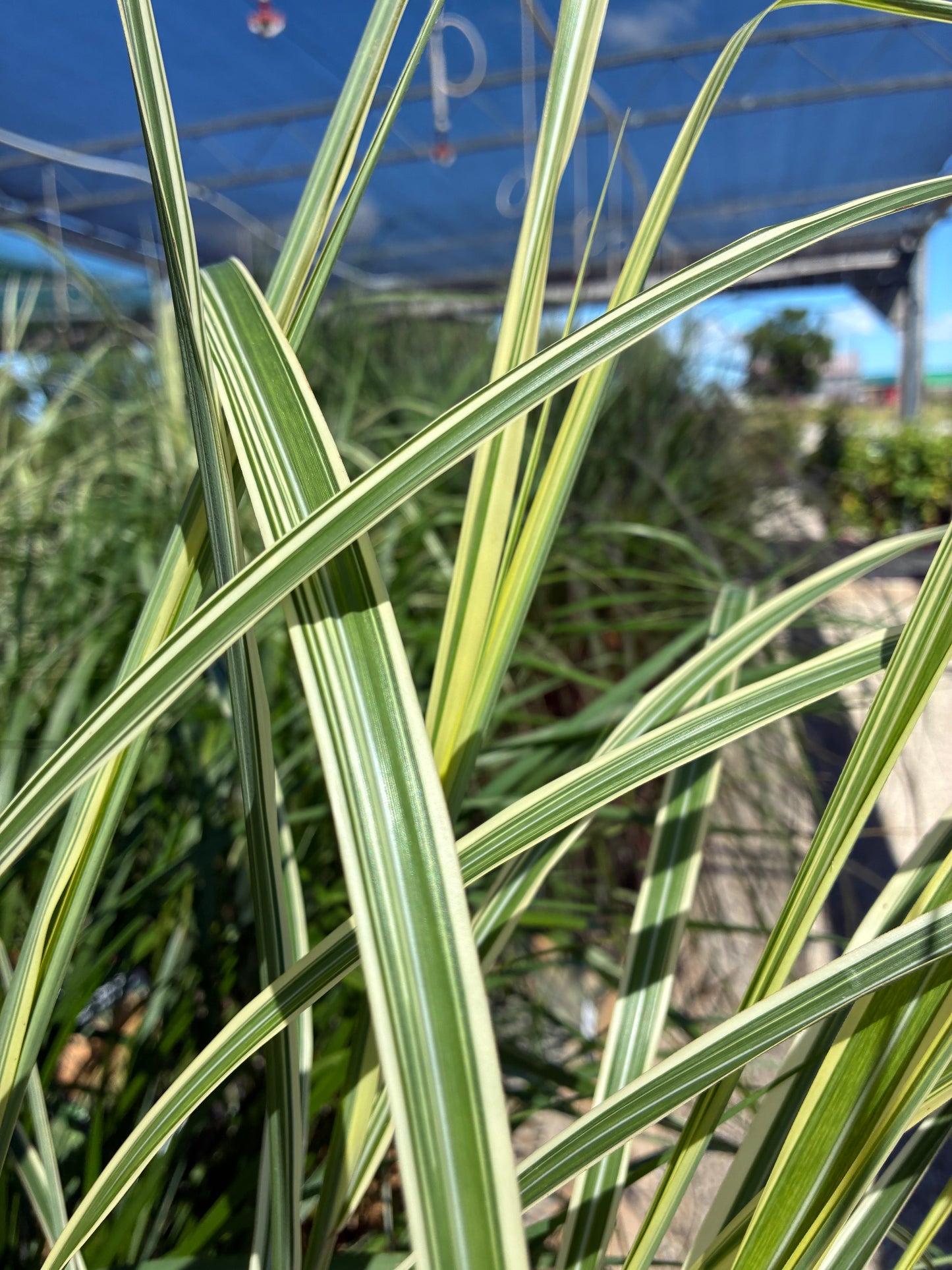 Grasses, Maiden 'Variegated Silver'