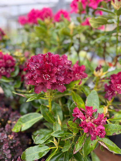Rhododendron 'Dark Lord'