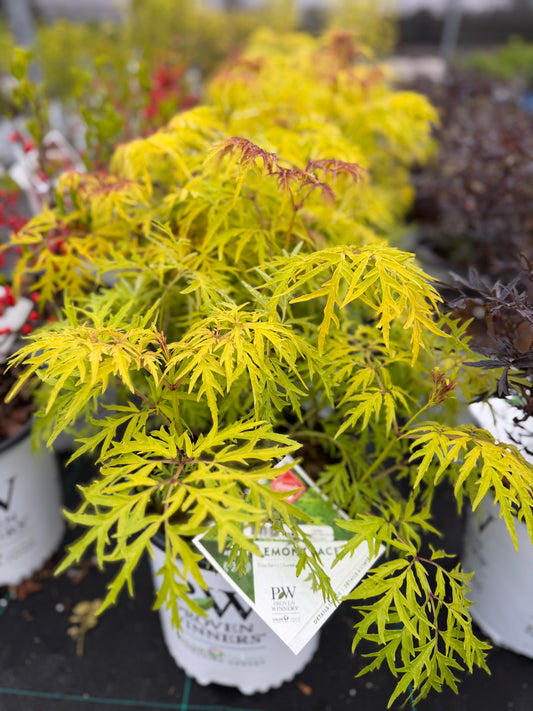 Elderberry 'Lemony Lace' PW