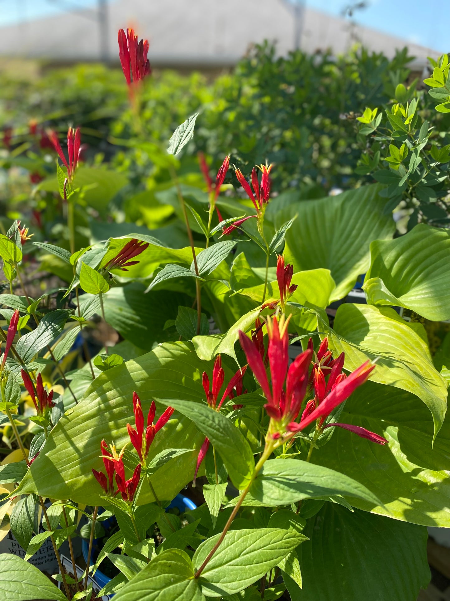 Indian Pink 'Little Redhead'