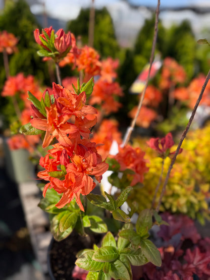 Azalea 'Mandarin Lights'