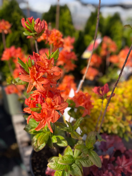 Azalea 'Mandarin Lights'