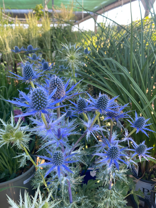 Sea Holly 'Big Blue'