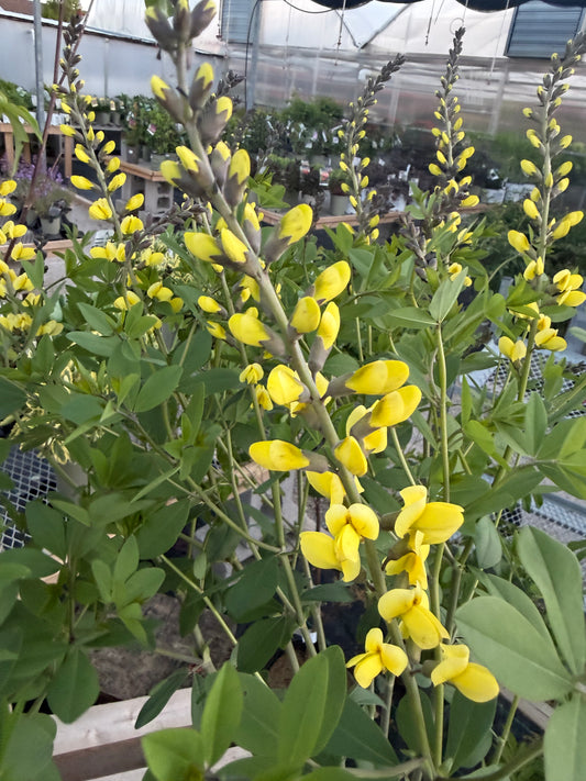 False Indigo, Decadence 'Lemon Meringue' PW