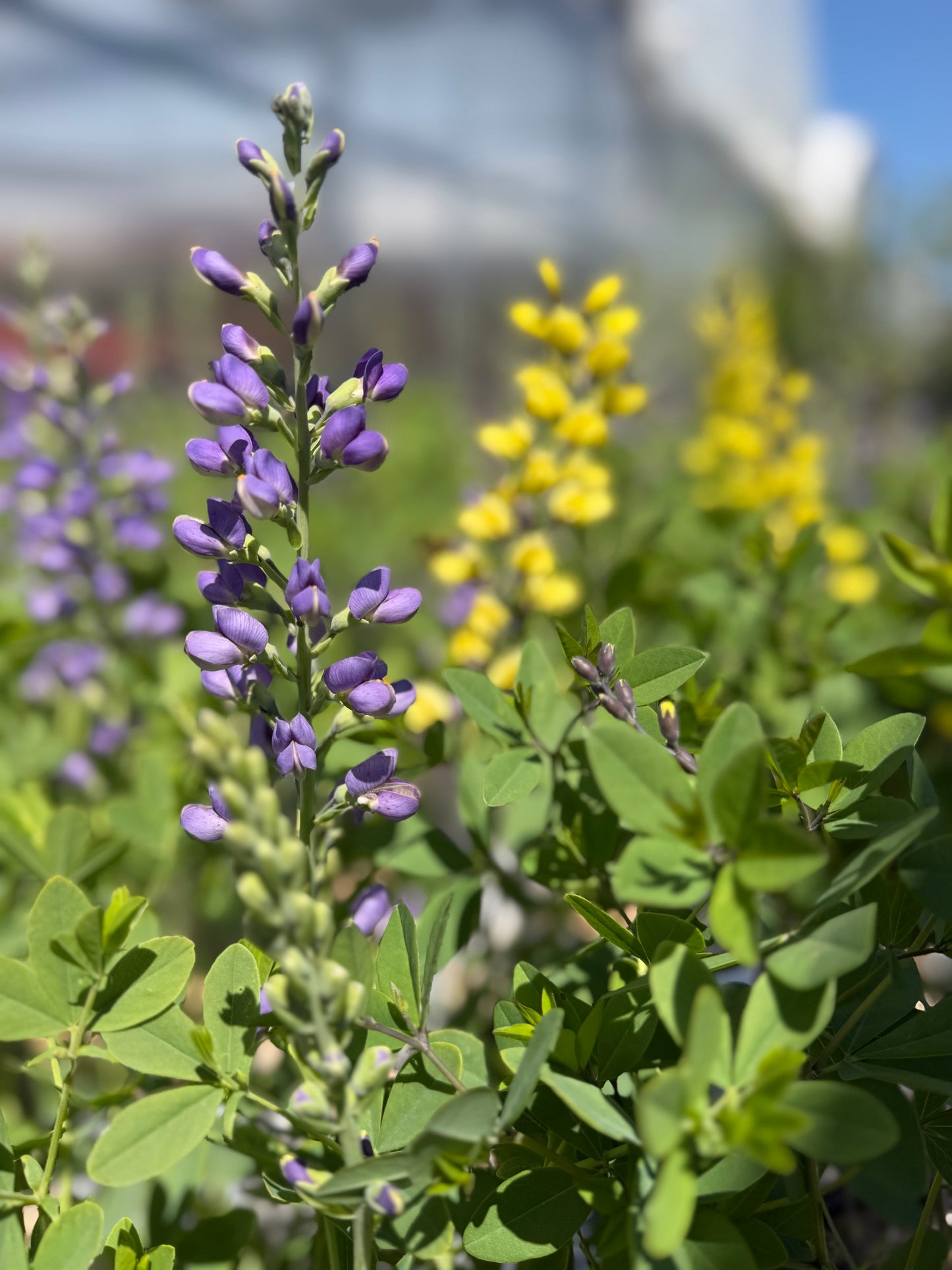 False Indigo, Decadence 'Periwinkle Popsicle' PW