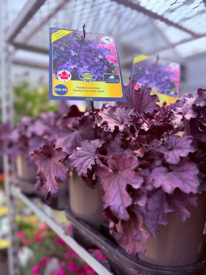 Coral Bells 'Forever Purple'