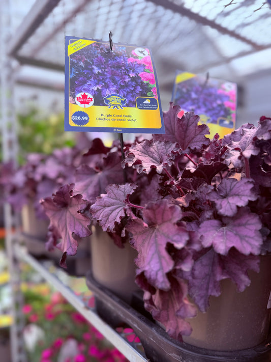 Coral Bells 'Forever Purple'