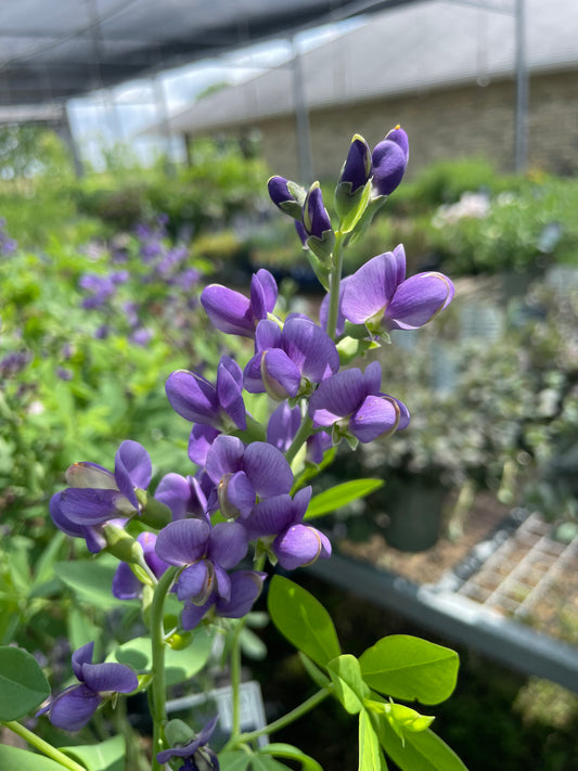 False Indigo, Decadence 'Blueberry Sundae' PW