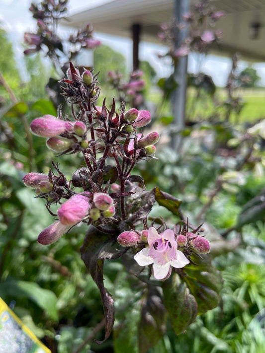 Beardtongue 'Onyx and Pearls'