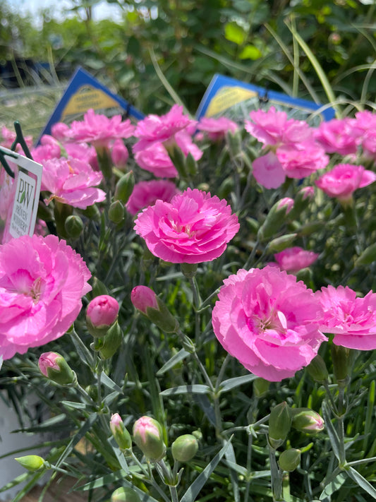 Dianthus Sweetie Pie 'Fruit Punch