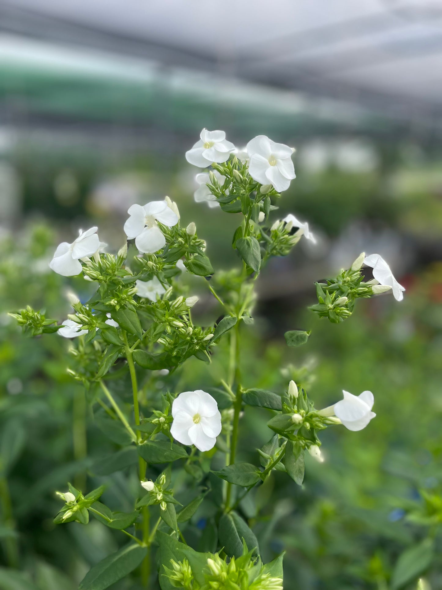 Phlox 'Backlight' PW