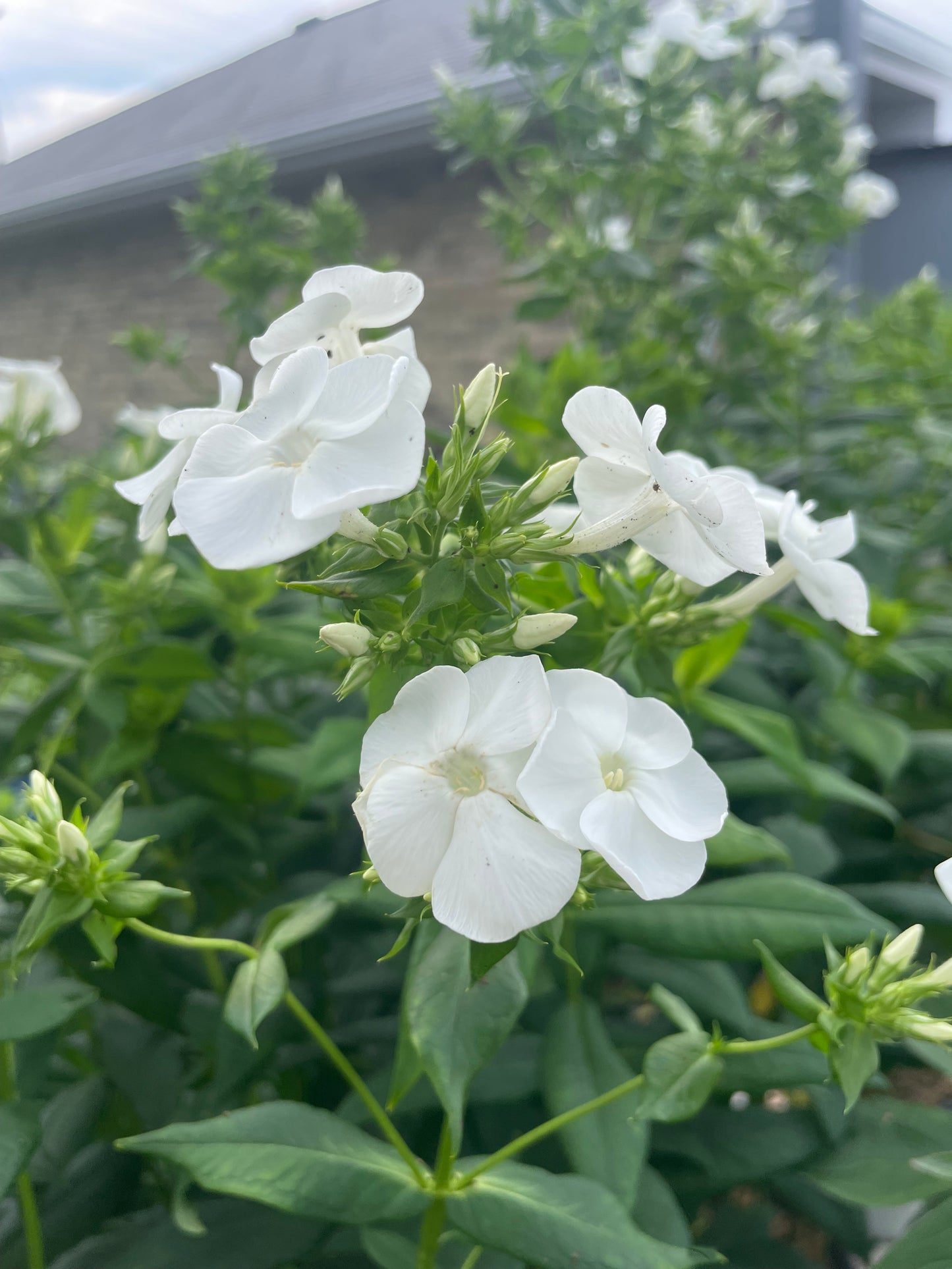 Phlox 'Backlight' PW