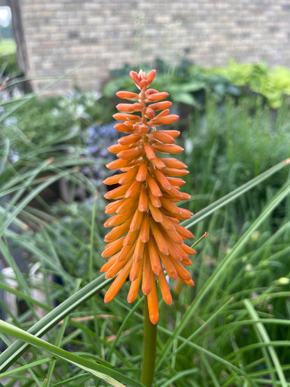 Red Hot Poker 'Joker's Wild'