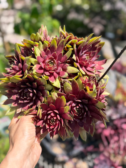 Hens and Chicks, Super Semp 'Emerald'