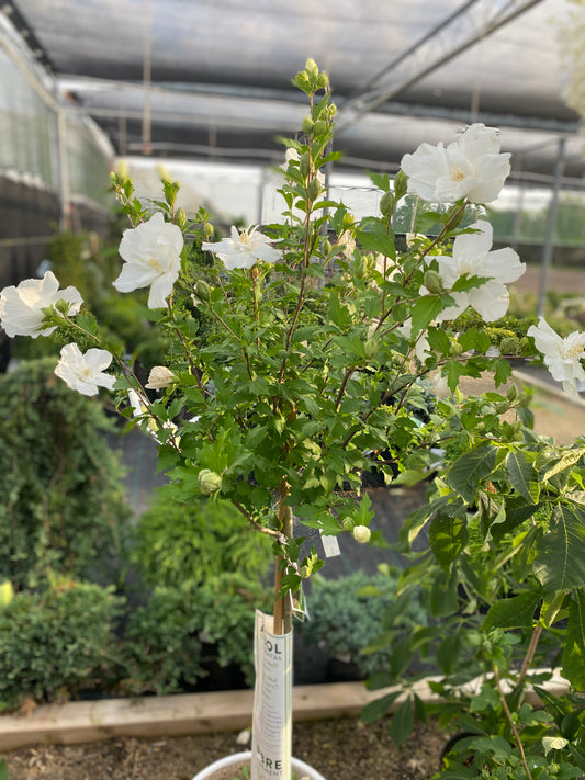 Rose of Sharon Tree Form 'White Chiffon' PW
