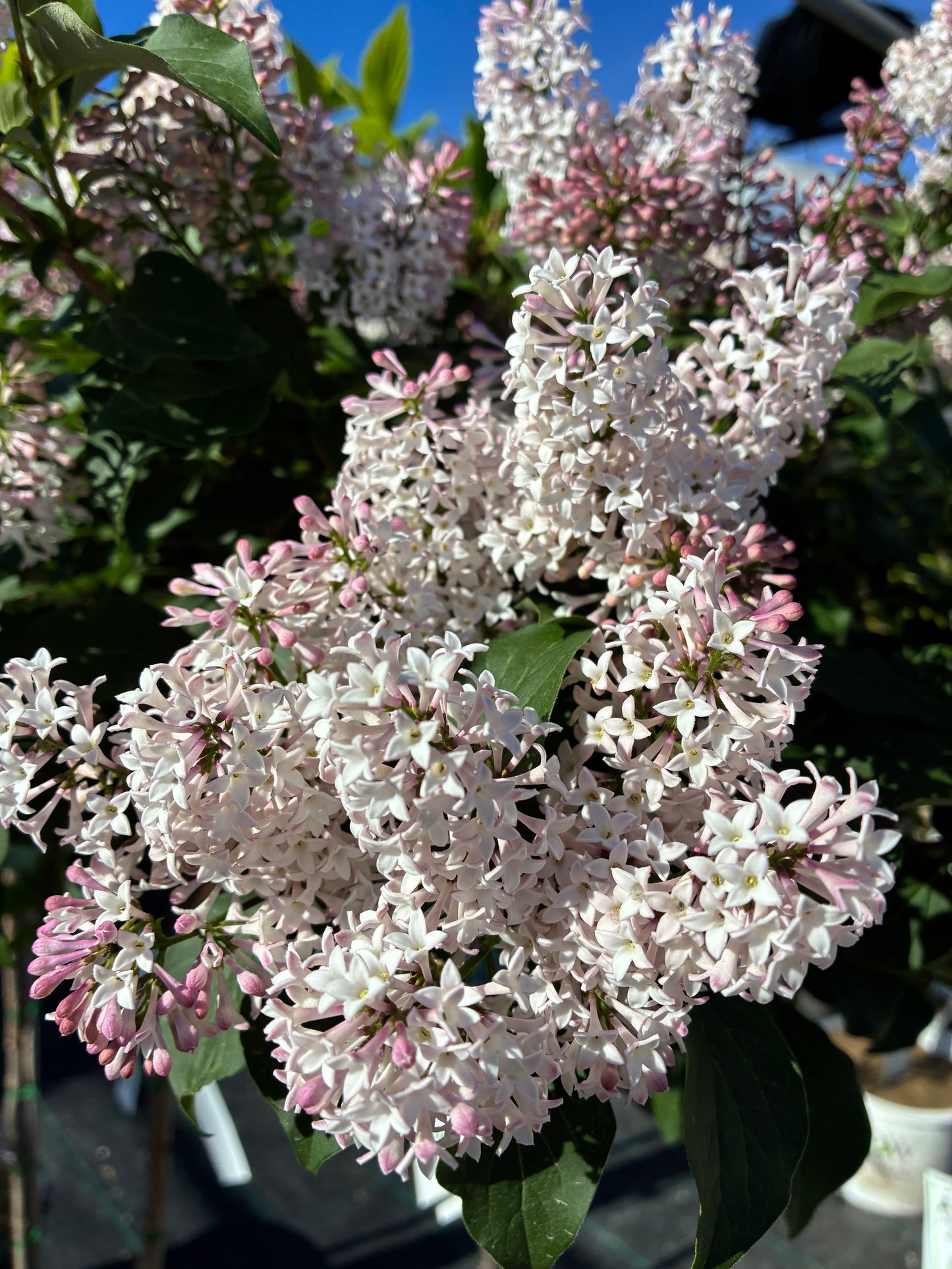 Lilac, Tree Form 'Baby Kim' PW