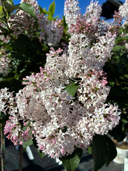 Lilac, Tree Form 'Baby Kim' PW