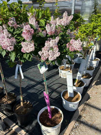 Lilac, Tree Form 'Baby Kim' PW