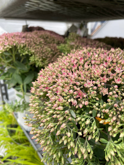 Sedum 'Rock 'N Round Pride and Joy' PW
