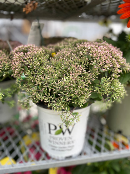 Sedum 'Rock 'N Round Pride and Joy' PW