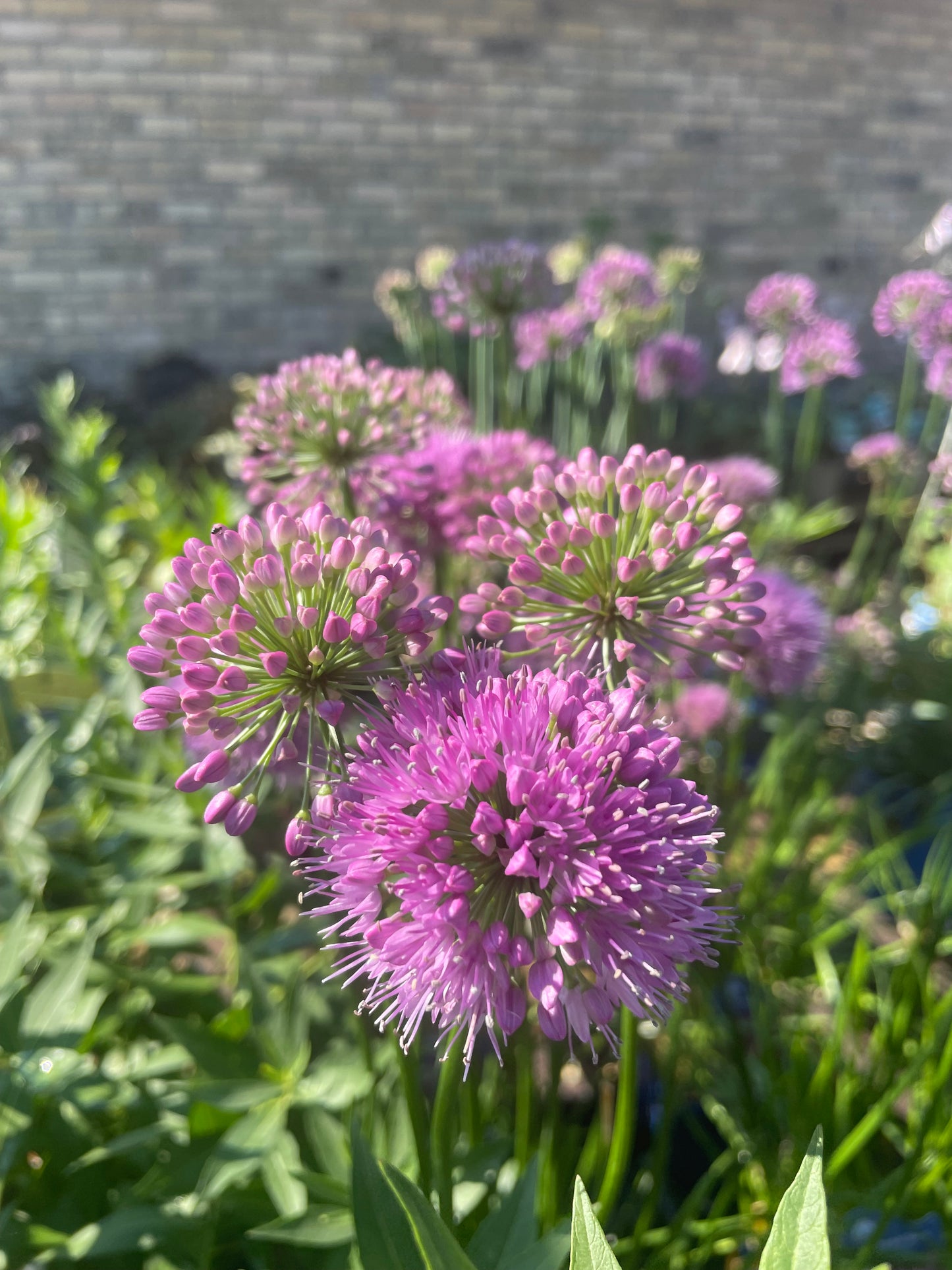 Ornamental Onion 'Millenium'