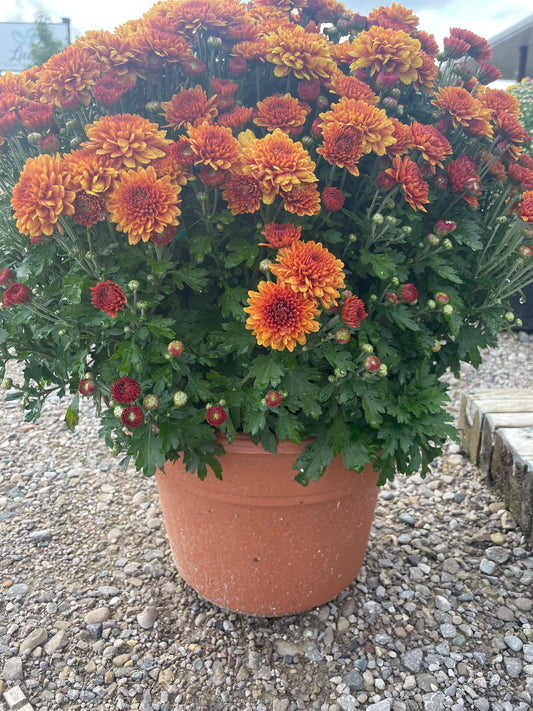 12" Fall Mum