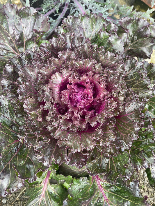 10" Fall Kale/Cabbage