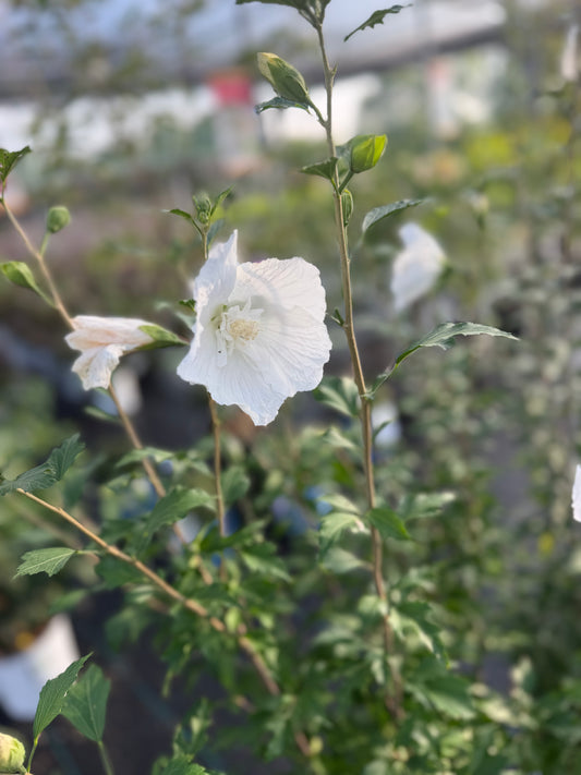 Rose of Sharon 'White Pillar' PW