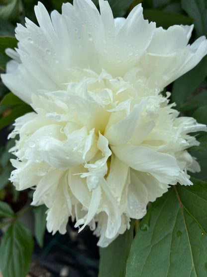 Peony, Patio 'Madrid'