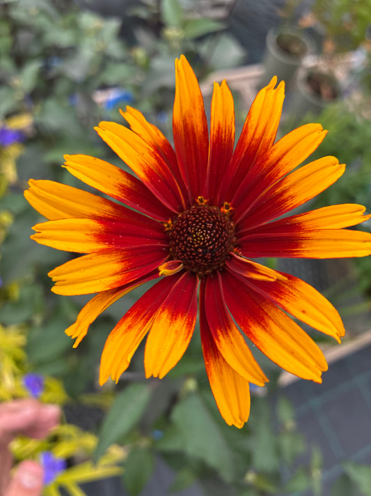 False Sunflower 'Summer Eclipse'