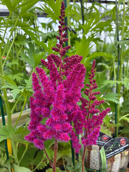 Astilbe ' Visions in Red '